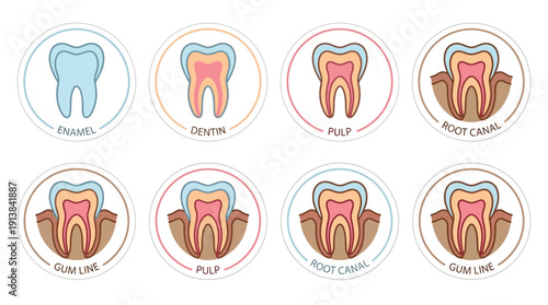 Dental Anatomy Labeled Icons, illustrating tooth structure layers and gum line for Oral Health Education, presented in Flat Design with Soft Pastel Tones, Clean Vector Infographic