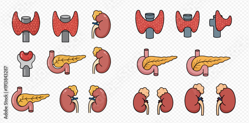 Set of human internal organs including thyroid, pancreas, and kidneys in various views.