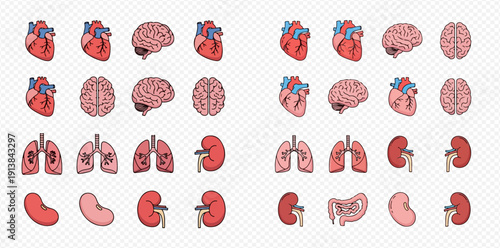 Human internal organs set: heart, brain, lungs, kidneys, and intestines in various views.