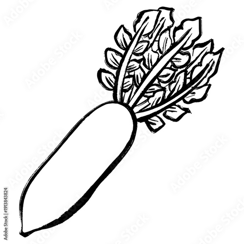 大根の線画イラスト