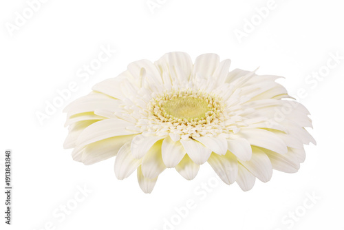 White gerbera flower isolat...