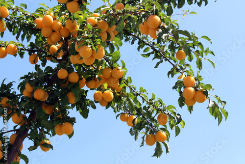 Tableau sur toile Mirabelle plum tree filled with golden fruit and green leaves against blue sky J