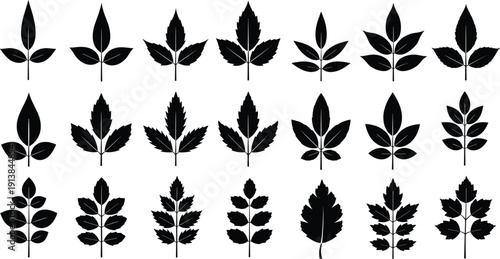 Set of black leaf silhouettes in various shapes and arrangements for botanical patterns eco friendly branding nature logo design and autumn season vector graphic projects.