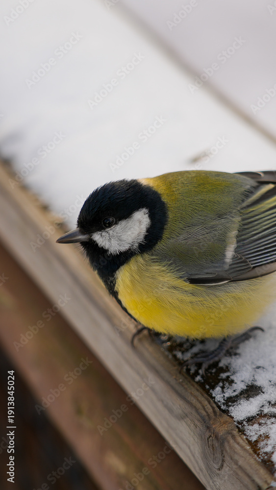 Fototapeta premium Sikorka