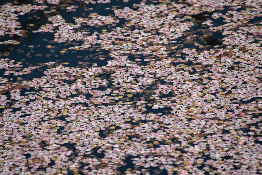 Fototapeta premium Cherry blossom petals floating on the moat at Hirosaki Park, Aomori, Japan