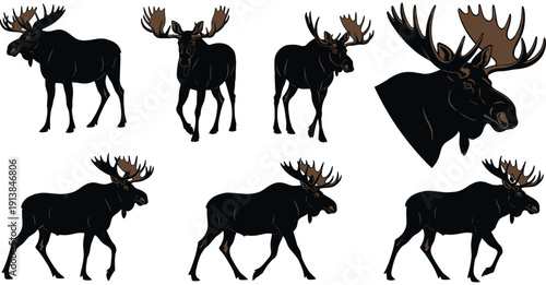 Majestic moose silhouette collection, wild forest wildlife vector set, hunting bull moose standing icons, isolated black mammal nature elements.