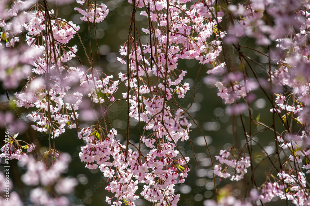 Fototapeta premium Weeping cherry blossoms in full bloom at Hirosaki Park, Aomori, Japan