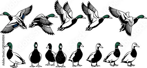 Wild mallard duck silhouette collection, flying waterfowl bird vector set, lake wildlife hunting graphics, swimming drake pond icons, isolated decorative nature bird elements.