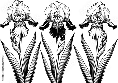 Iris flower silhouette collection, blooming spring floral vector set, botanical garden plant graphics, isolated black fleur de lis icons, elegant nature blossom elements.