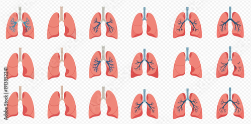 Set of human lungs in various views and conditions, illustrating respiratory system anatomy and health concepts.