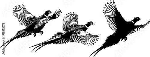 Flying pheasant bird silhouette vector illustration set, wild game birds in flight with detailed wings, perfect for hunting and nature designs.