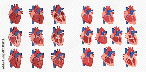 Set of human heart anatomy illustrations showing different views and internal structures.
