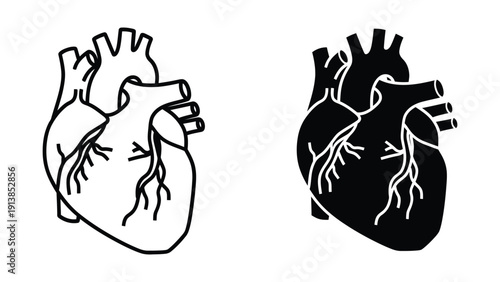 Human Heart Illustration