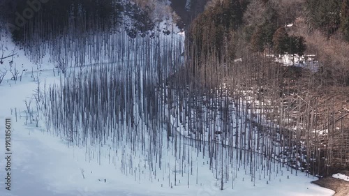Wallpaper Mural ダムの水位が下がり残されていた立ち枯れした木が氷結した湖面より出ている様子 Torontodigital.ca
