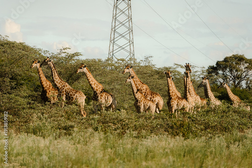 Wallpaper Mural Giraffes Torontodigital.ca