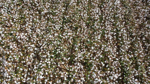 Cotton field top view with ...