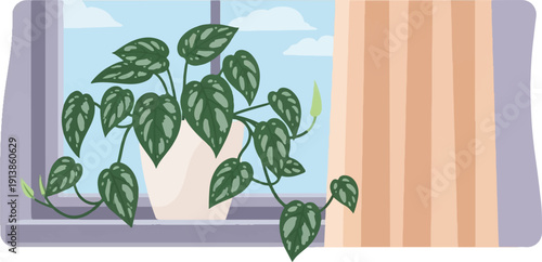 Potted plant with patterned leaves sits on a windowsill beside a curtain