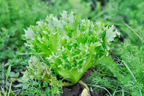 Fényképezés Asteraceae, Compositae, Frillice Iceberg, Frillice Iceberg lettuce, Lactuca sati