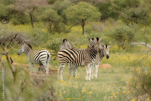 Wallpaper Mural Zebra Torontodigital.ca