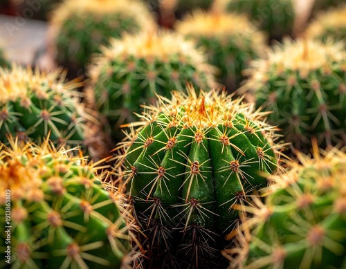 Close-up of multiple round, green cacti with yellow-tipped spines. The cacti are densely packed together, filling the frame