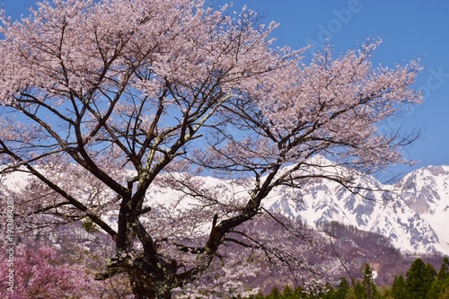 Wallpaper Mural 白馬村　春の風景 Torontodigital.ca