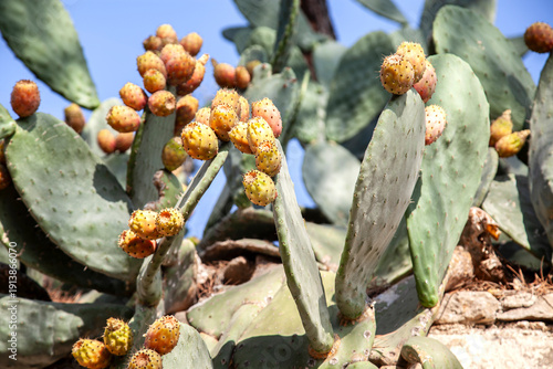chumbera en el campo llena de frutos chumbos y hojas con espinas
