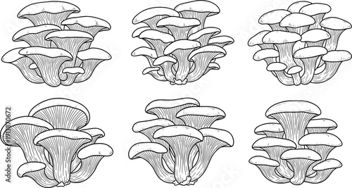 Oyster, mushroom, line, art, collection, organic, fungi, set, hand, drawn, sketch, culinary, ingredient, edible, botanical, illustration, nature, element, drawing, isolated.