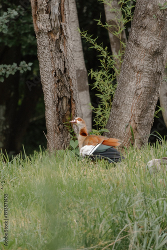 Wallpaper Mural Egyptian Goose Torontodigital.ca