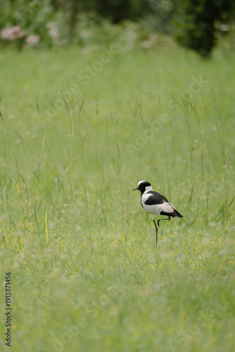 Wallpaper Mural Blacksmith Lapwing Torontodigital.ca