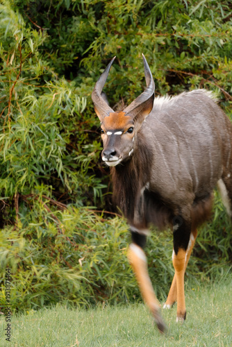 Wallpaper Mural Nyala Torontodigital.ca