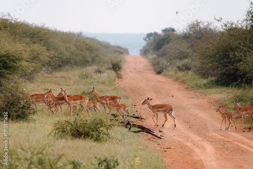 Wallpaper Mural Impala Torontodigital.ca