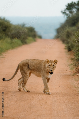 Wallpaper Mural Lion Torontodigital.ca