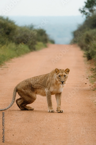 Wallpaper Mural Lion Torontodigital.ca