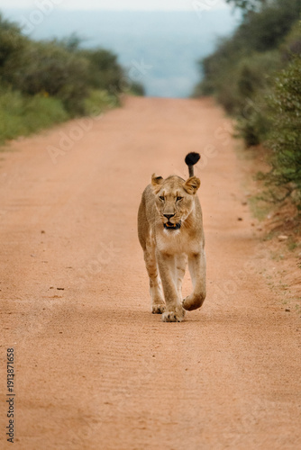 Wallpaper Mural Lion Torontodigital.ca