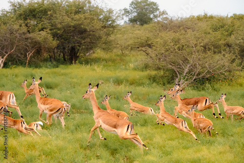 Wallpaper Mural Impala Torontodigital.ca