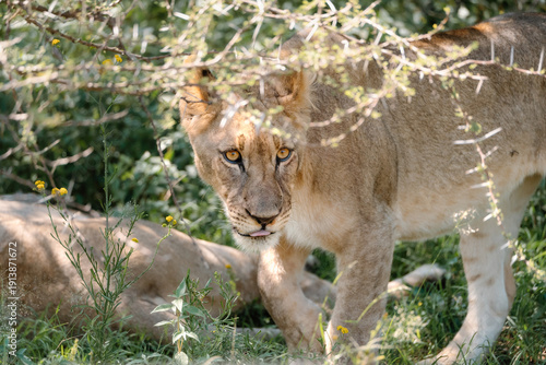 Wallpaper Mural Lion Torontodigital.ca