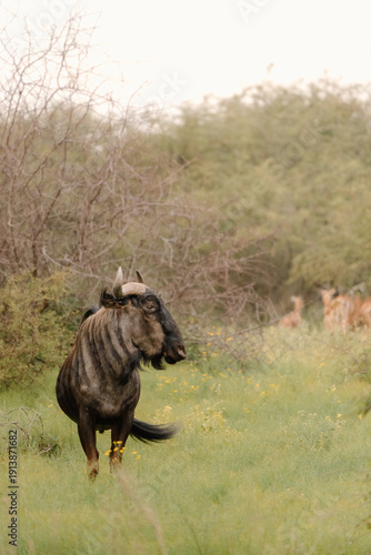 Wallpaper Mural Wildebeest Torontodigital.ca
