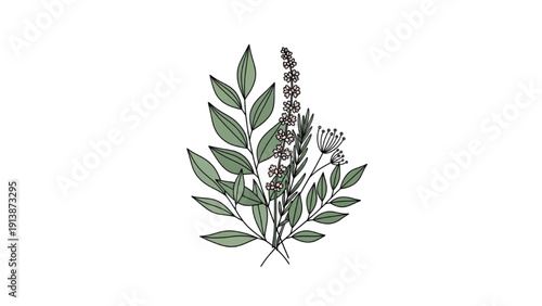 Illustration of a flowering plant with green leaves and purple flowers from a front viewpoint