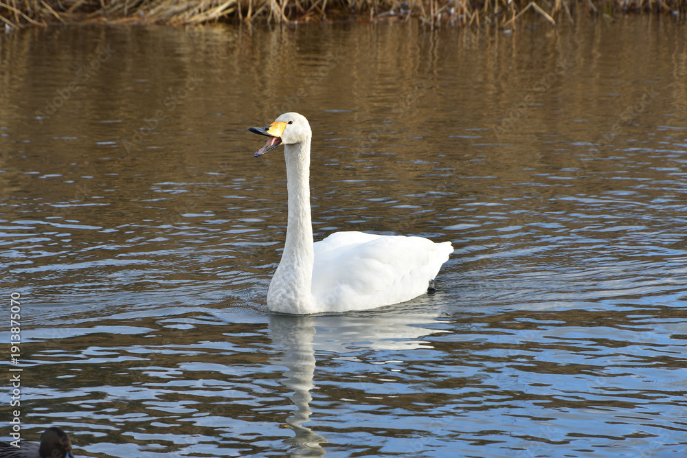 Fototapeta premium Winter Migratory Birds at Shiroishi River in Miyagi, Japan – Swans and Ducks Gathering on December 16, 2025