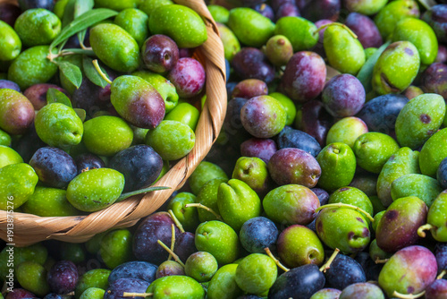 Fresh Harvested Green Olive...