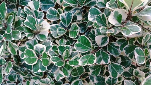 Variegated Green and White Tropical Foliage Background Texture