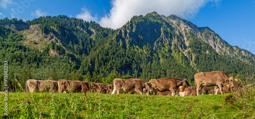 Viehscheid - Allgäu - Bad Hindelang - Kühe - Almabtrieb - Alpen