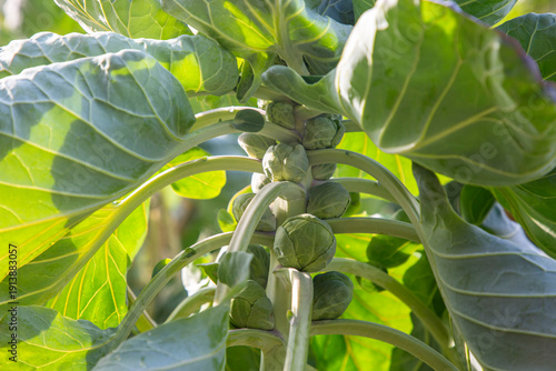 Brussels sprouts field. Agr...