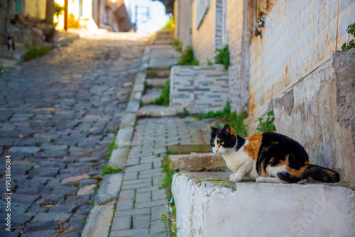 Canvas Print Stray cats in front of the walls of houses in the streets in Izmir Turkey