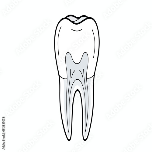 Illustration of a Healthy Human Tooth for Dental Care and Oral Hygiene
