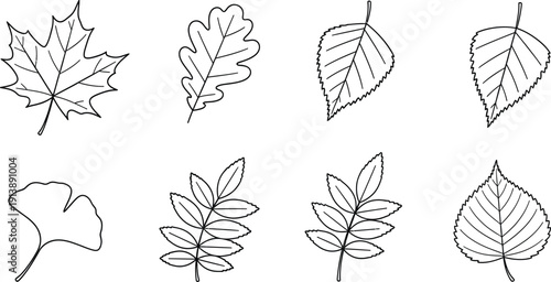 Set of diverse tree leaf outlines simple black and white vector illustrations perfect for nature-themed designs educational materials and seasonal projects isolated on white background