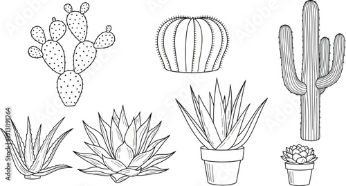 Hand drawn collection of various cacti and succulent plants outline botanical illustrations for desert flora designs and natural concepts