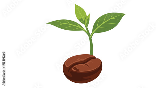 Single coffee bean with a small green sprout and three leaves growing from it depicts the early stages of coffee plant cultivation and life.