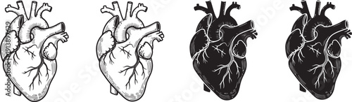 Collection of detailed hand-drawn anatomical heart illustrations, showcasing various artistic interpretations