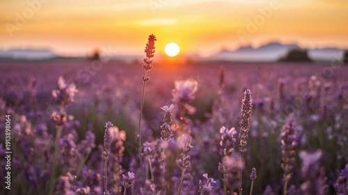 lavender field at sunset